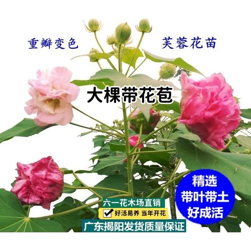 三醉芙蓉变色重瓣木芙蓉花苗好养