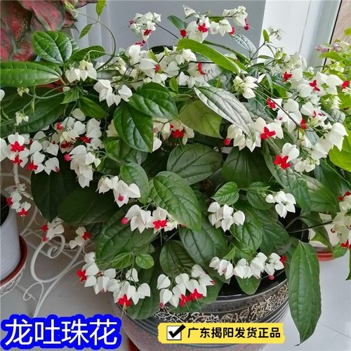 九龙吐珠花苗循环开花好养易活