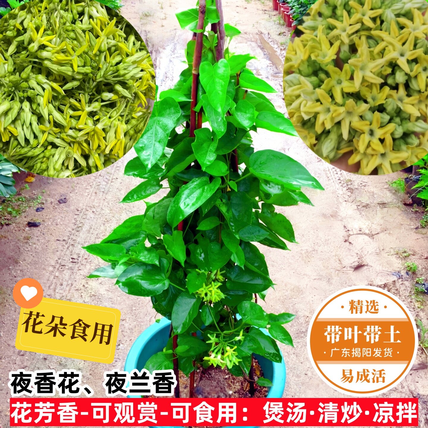 食用夜香花 夜兰花苗 藤本夜来香花菜千里香 夜兰香 食用植物盆栽 - 实物图