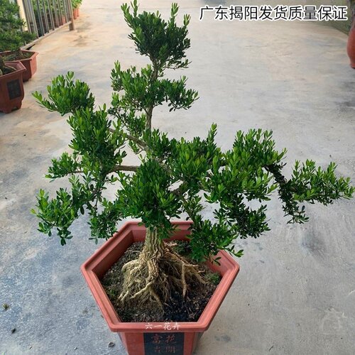 皱皮小叶黄杨树苗四季开花常青