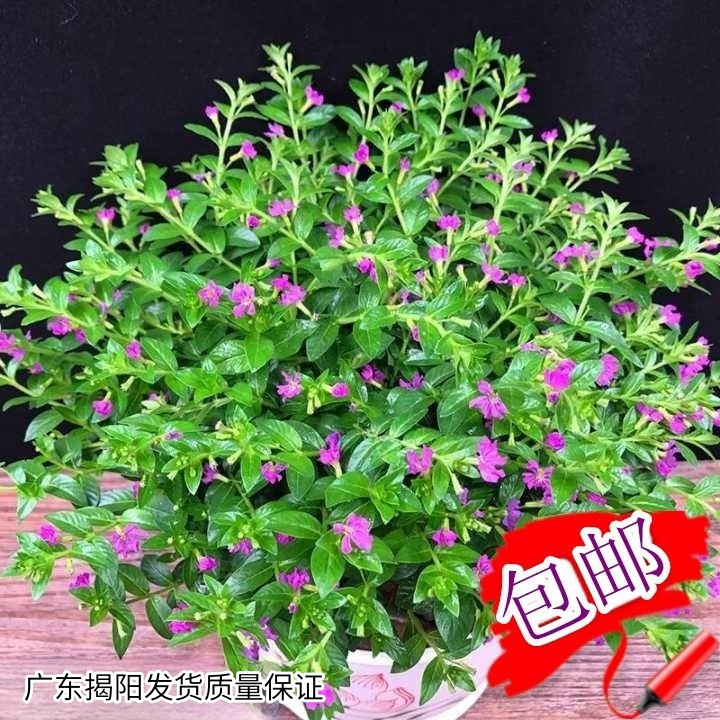 满天星花卉盆栽室内外绿植带花苞