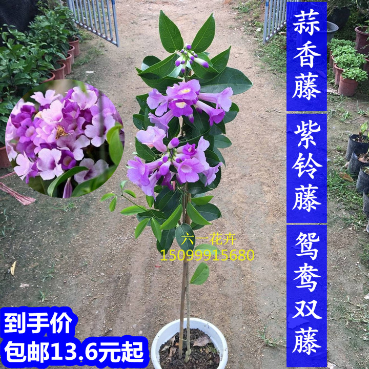蒜香藤 紫铃藤 张氏紫葳花卉百科图片 培育种植 饲养繁殖 Sbike 蒜香藤 紫铃藤 张氏紫葳花卉百科图片 培育种植 饲养繁殖 Sbike