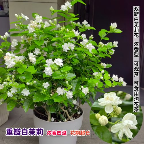 白茉莉花四季室内外好养浓香花卉