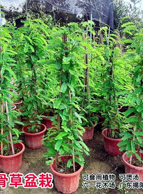 鸡骨草盆栽中草药食用植物好成活