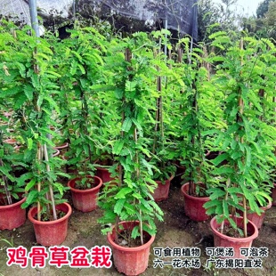 鸡骨草苗 大黄草苗 鸡骨草盆栽 广东相思子食用草药盆栽 好养植物