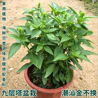 Edible basil potted plants, golden lotus seedlings, basil potted plants, Perilla plants, seasonings, spices, herbs, indoor and outdoor green plants thumbnail 7