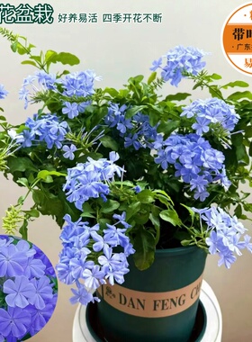 蓝雪花盆栽大苗花绣球带花阳台花园庭院耐热好养植物爬藤开花蓝色