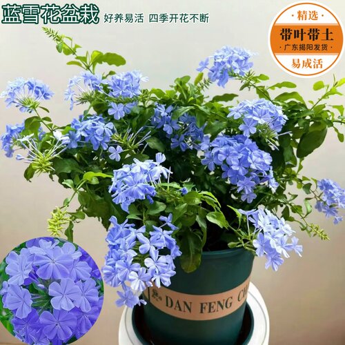 蓝雪花盆栽耐热好养植物开花蓝色