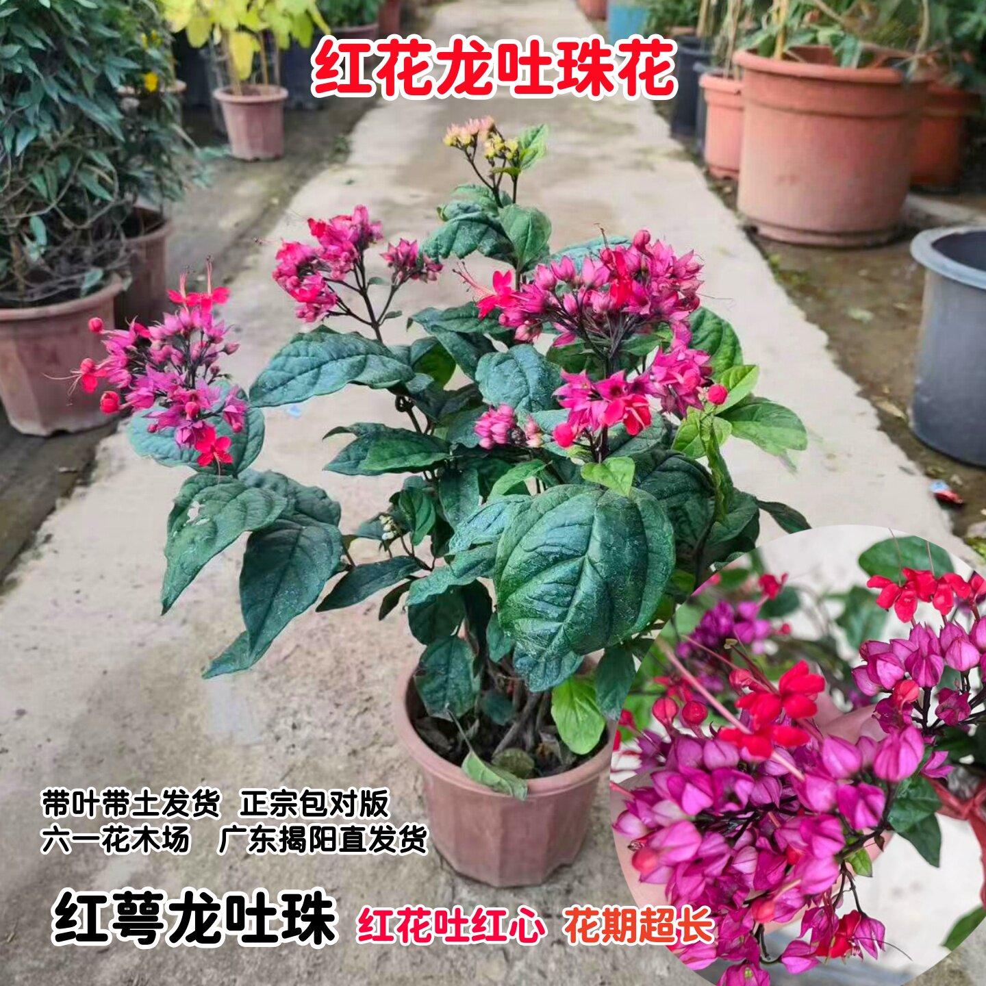 包邮红花龙吐珠花苗麒麟吐珠花卉当年开花阳台植物庭院爬藤攀援花