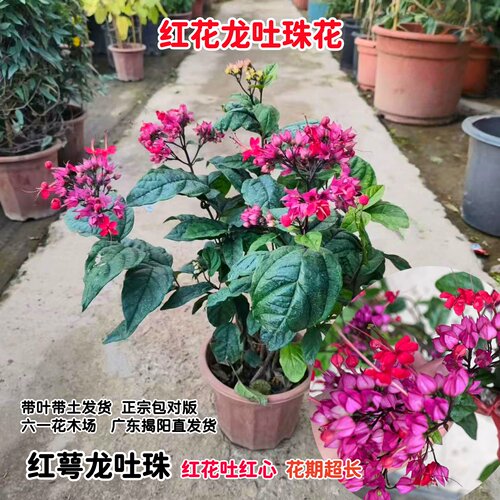 红龙吐珠花红花九龙吐珠盆栽带花