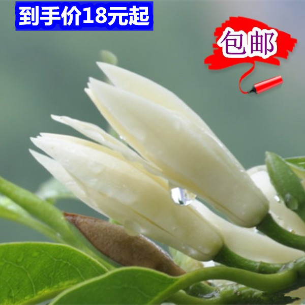 白兰花树苗嫁接玉兰花苗黄角兰阳台盆栽四季花卉浓香花苗当年开花