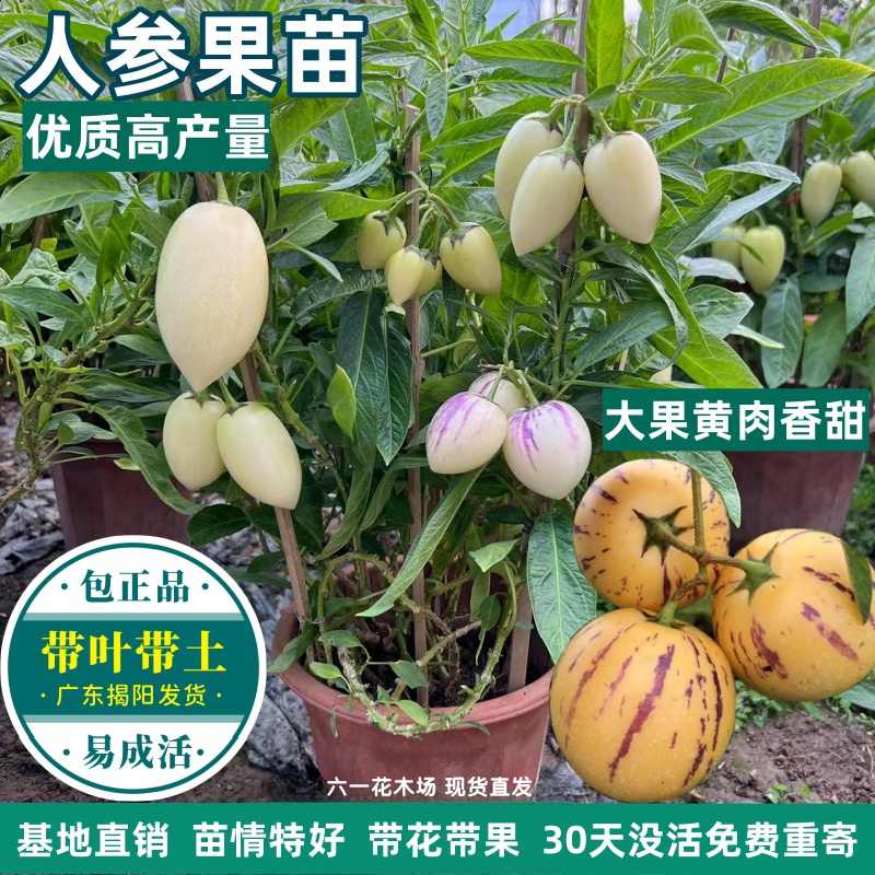 人参果树苗 人生果苗盆栽 仙桃长寿果树苗 四季人参果苗当年结果