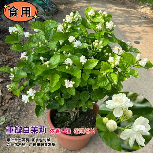 白茉莉花四季室内外好养浓香花卉