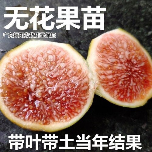 无花果树苗盆栽苗地栽四季结果