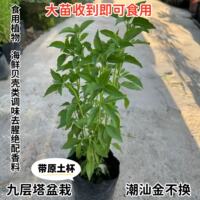Edible basil potted plants, golden lotus seedlings, basil potted plants, Perilla plants, seasonings, spices, herbs, indoor and outdoor green plants thumbnail 8