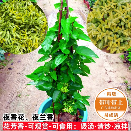 食用夜兰花苗夜香花菜千里香易活