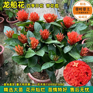 龙船花盆栽带花仙丹花水绣球花苗室内外阳台庭院植物四季 开花不断