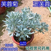 包邮 芙蓉菊花中草药绿植盆栽盆景阳台四季 养耐寒清热食用雪艾白艾