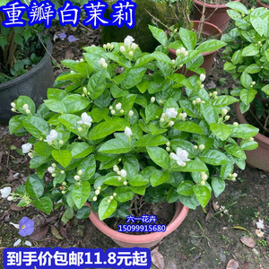茉莉花盆栽 重瓣茉莉苗 开花很香的花 浓香花卉植物 四季常绿好养