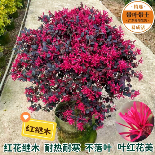 红花继木苗耐晒耐寒四季常青好养
