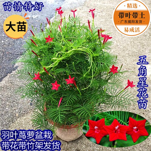带花大棵茑萝盆栽好养五角星花苗