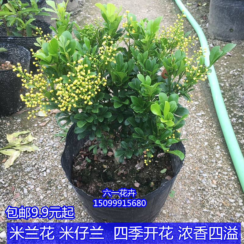 米兰花苗 四季开花绿植 浓香花卉植物 室内外好养活盆栽 驱蚊植物