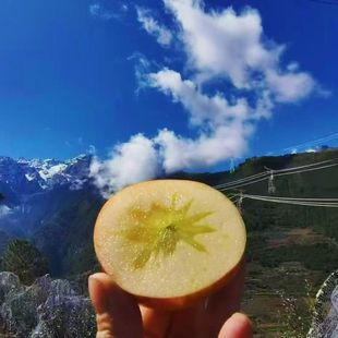 四川甘孜泸定康定黄草坪高原特产正宗糖心苹果精品中大果送礼佳品