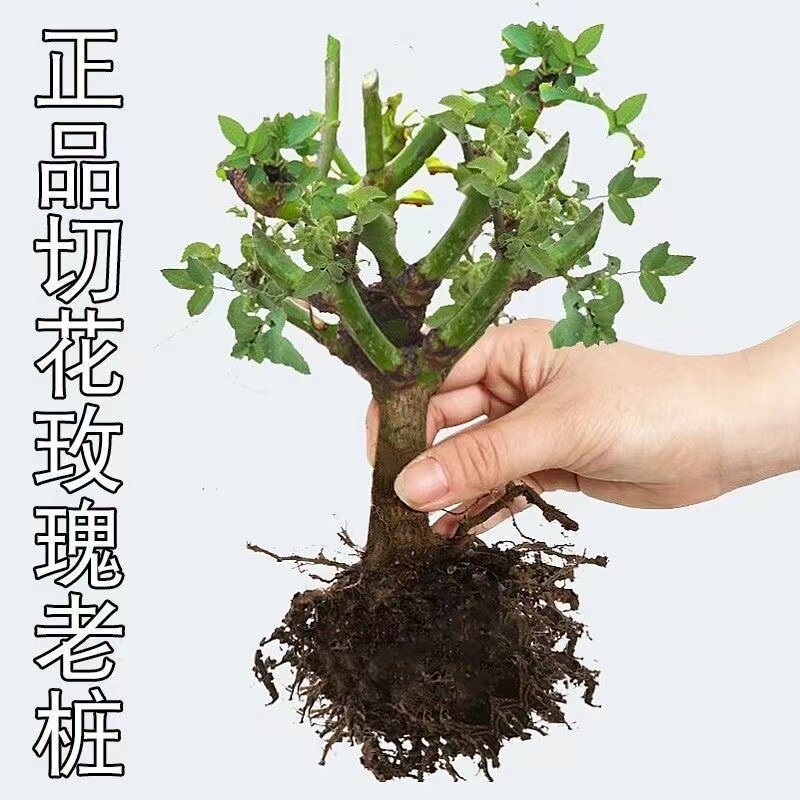 四季开花玫瑰花苗盆栽浓香大花卉室内外绿植物月季花根老桩蔷薇