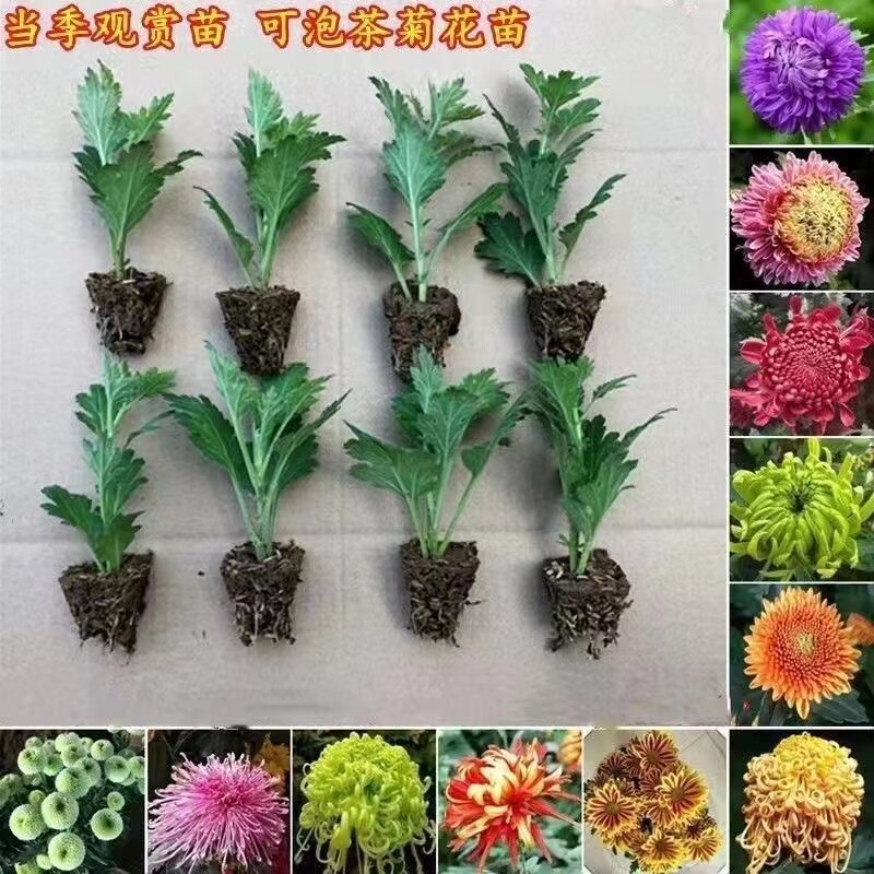 菊花苗 大花金丝皇菊室内绿植盆栽四季开花阳台净化空气 庭院花卉