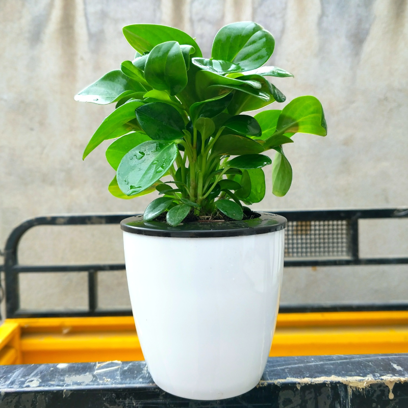 碧玉盆栽绿植室内吸甲醛净化空气豆瓣绿小盆栽办公室桌面观叶植物
