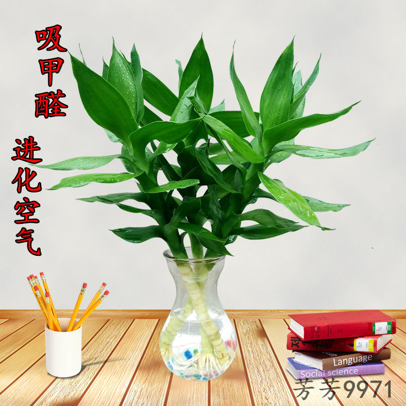 观音竹防辐射花卉水培植物开运竹