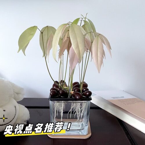 粉色森林水培荔枝粉色森林种植观赏植物同款长安的荔枝