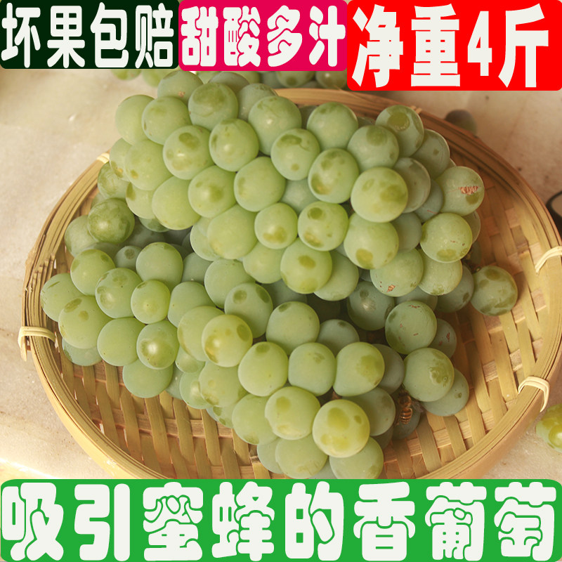 2026水晶葡萄新鲜水果湖南绿葡萄青葡萄甜非青提当季云南香葡萄