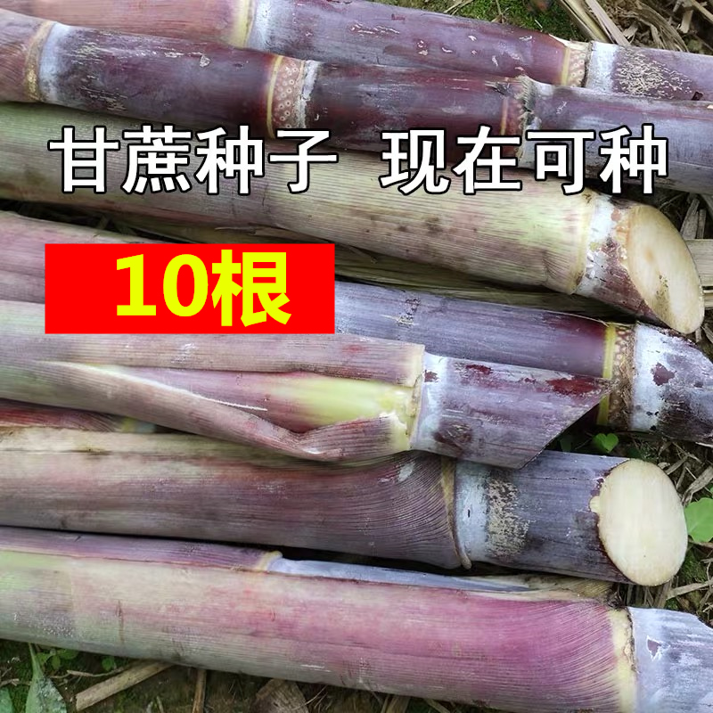 甘蔗苗10根每根3到5芽广西黑皮甘蔗种子水果甘蔗种苗种植种红皮紫