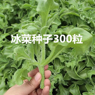 冰菜种子秋盆栽蔬菜种籽种冰草苗四季秋冬季菜种籽大全野菜种孑