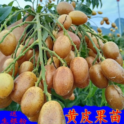 黄皮果苗嫁接黑黄皮贵妃鸡心果树苗冰糖黄皮纯甜盆栽地栽当年结果