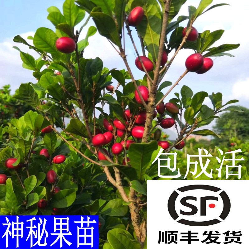 神秘果苗变味果奇迹果树甜蜜果梦