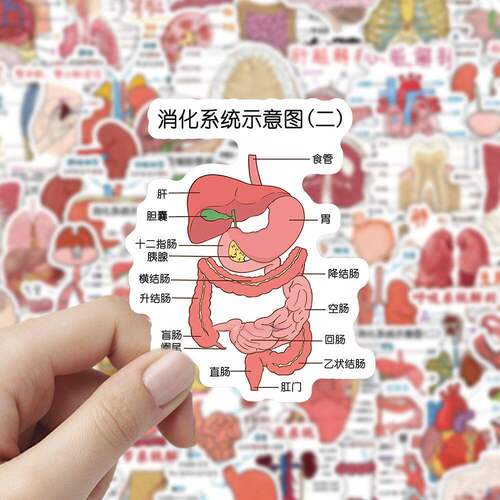 人体结构解剖图贴纸医学生学习