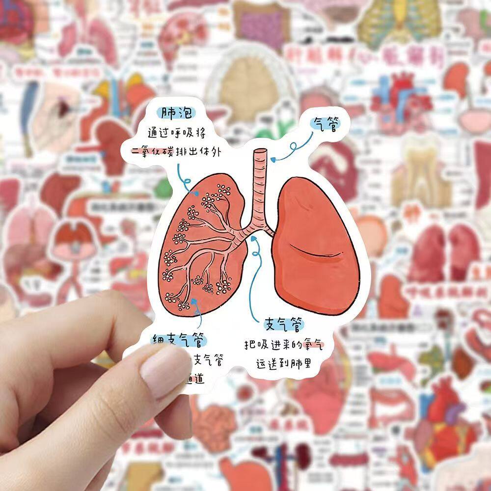 人体结构解剖图医学生学习贴纸