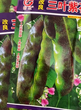 改良三叶紫花油豆种子 早熟三叶紫花油豆包装随机发