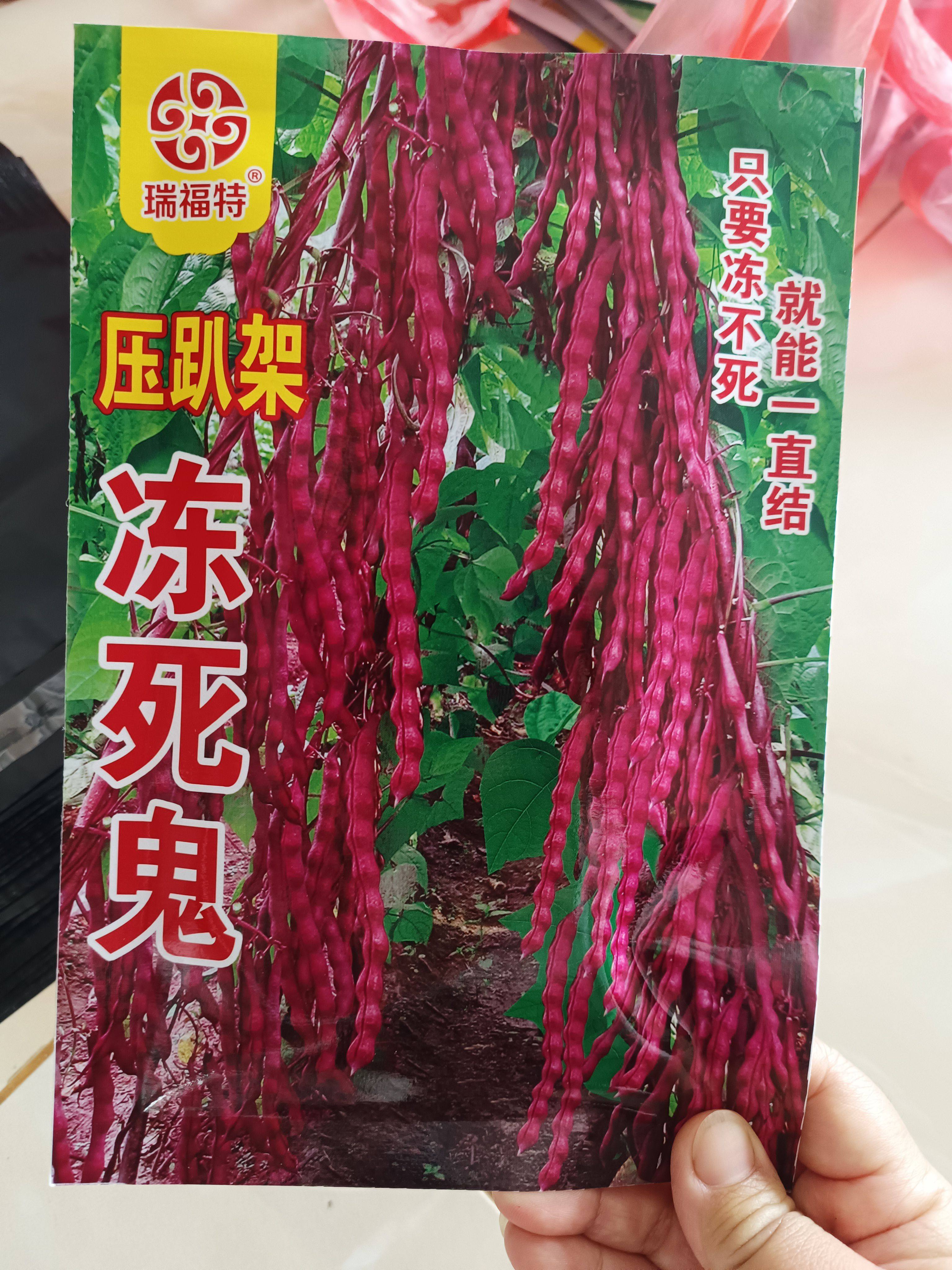 【冻死鬼豆角种子】变色龙正宗东北紫芸豆豆角耐寒不怕冻