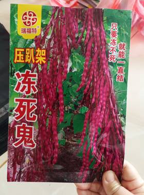 【冻死鬼豆角种子】变色龙正宗东北紫芸豆豆角耐寒不怕冻