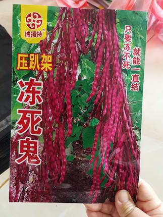 【冻死鬼豆角种子】变色龙正宗东北紫芸豆豆角耐寒不怕冻