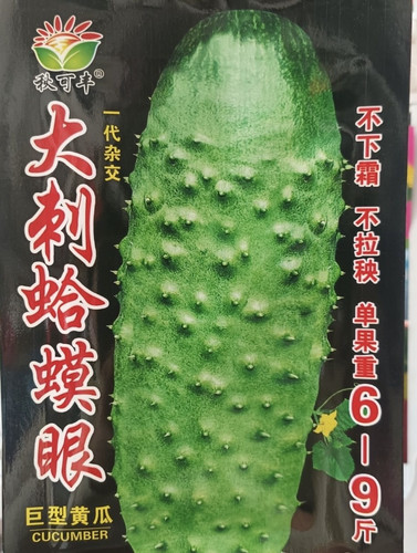 【大刺蛤蟆眼黄瓜种子】晚黄瓜 不下霜不拉秧子 清香甜脆味道浓郁
