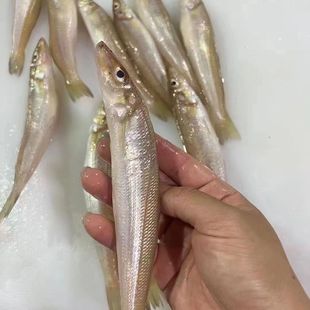 新鲜海捕汕尾沙尖鱼海捕沙钻鱼海鲜深海鱼潮汕沙丁鱼尖嘴鱼水产