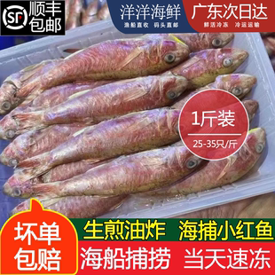 正红鱼潮汕海鱼新鲜海捕红鱼仔海杂鱼小鱼仔红鱼母海鲜水产小海鱼