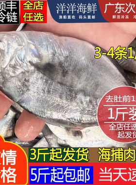 汕尾南昌鱼海捕深海银肉鱼潮汕平鱼扁鱼鲜活海鲜水产深海鱼肉鲳鱼