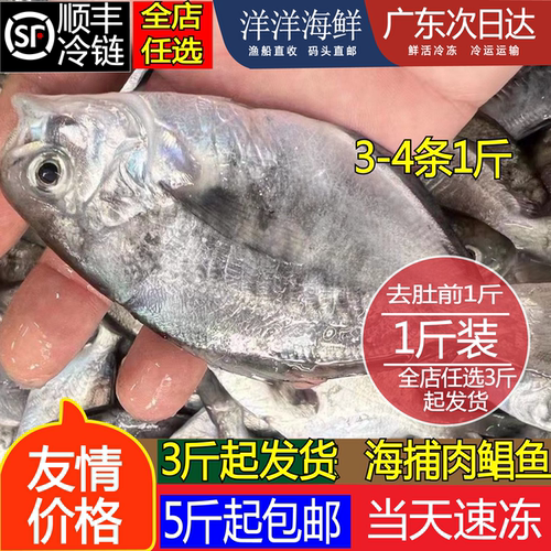 汕尾南昌鱼海捕深海银肉鱼潮汕平鱼扁鱼鲜活海鲜水产深海鱼肉鲳鱼