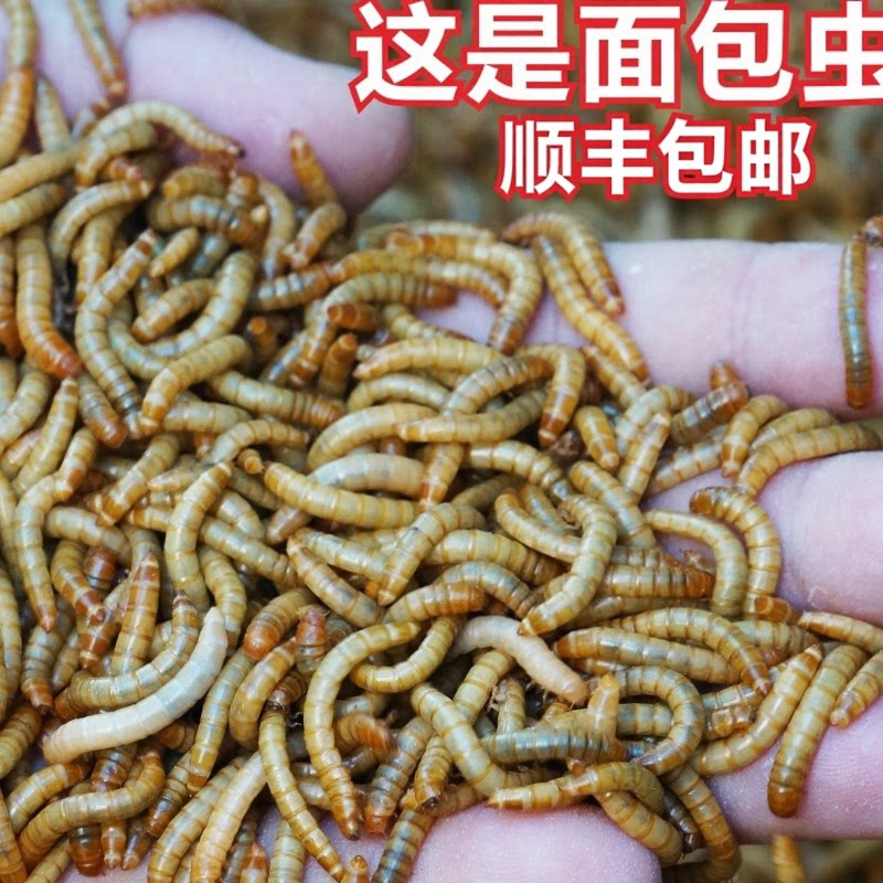 面包虫黄粉虫大麦虫活体饲料爬宠食物守宫蝎子鸟类蛙画眉八哥包邮