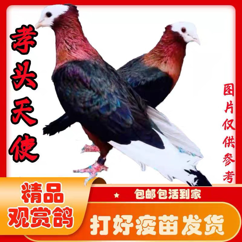 精品孝头天使种鸽青年鸽幼鸽活体一公一母包邮包活到家